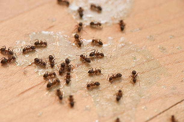 Reliable Winnetka, IL Pest Control Solutions