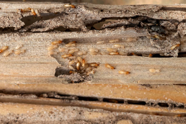 Best Emergency Pest Control  in Winnetka, IL